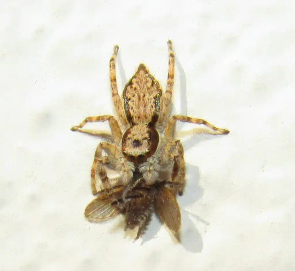 Menemerus bivittatus (female)
