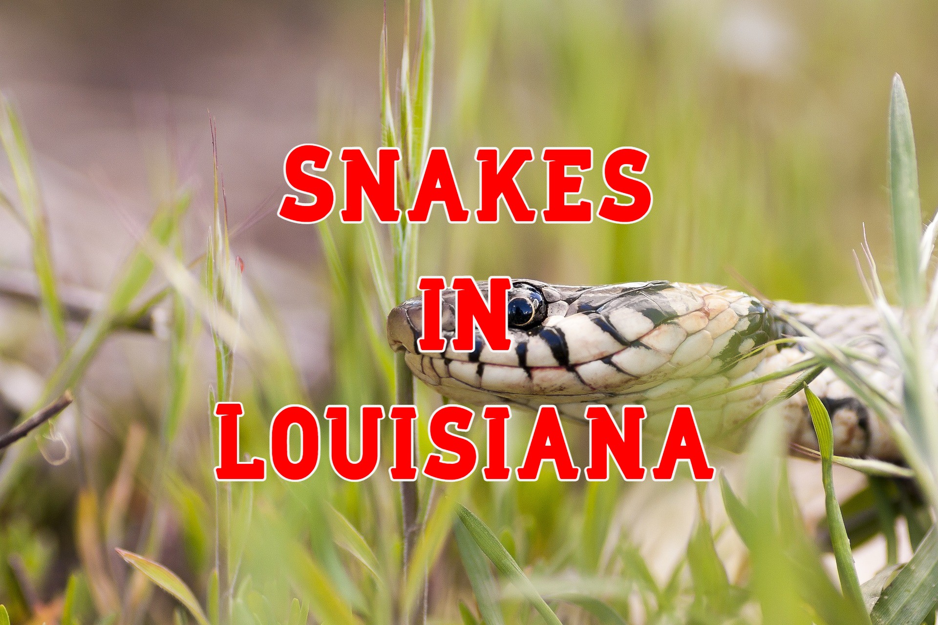 48 Snakes in Louisiana (Pictures and Identification)