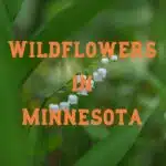 Wildflowers in Minnesota