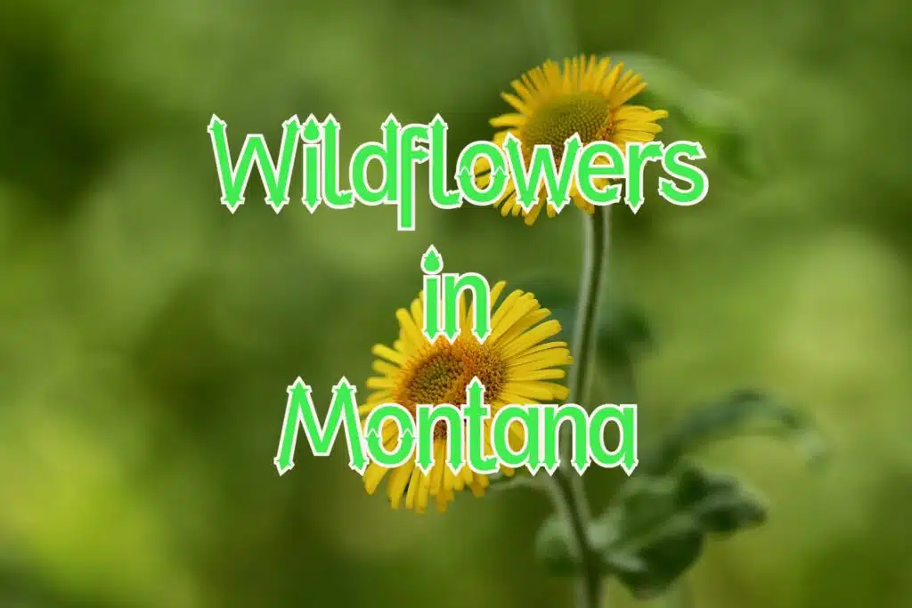 Wildflowers in Montana