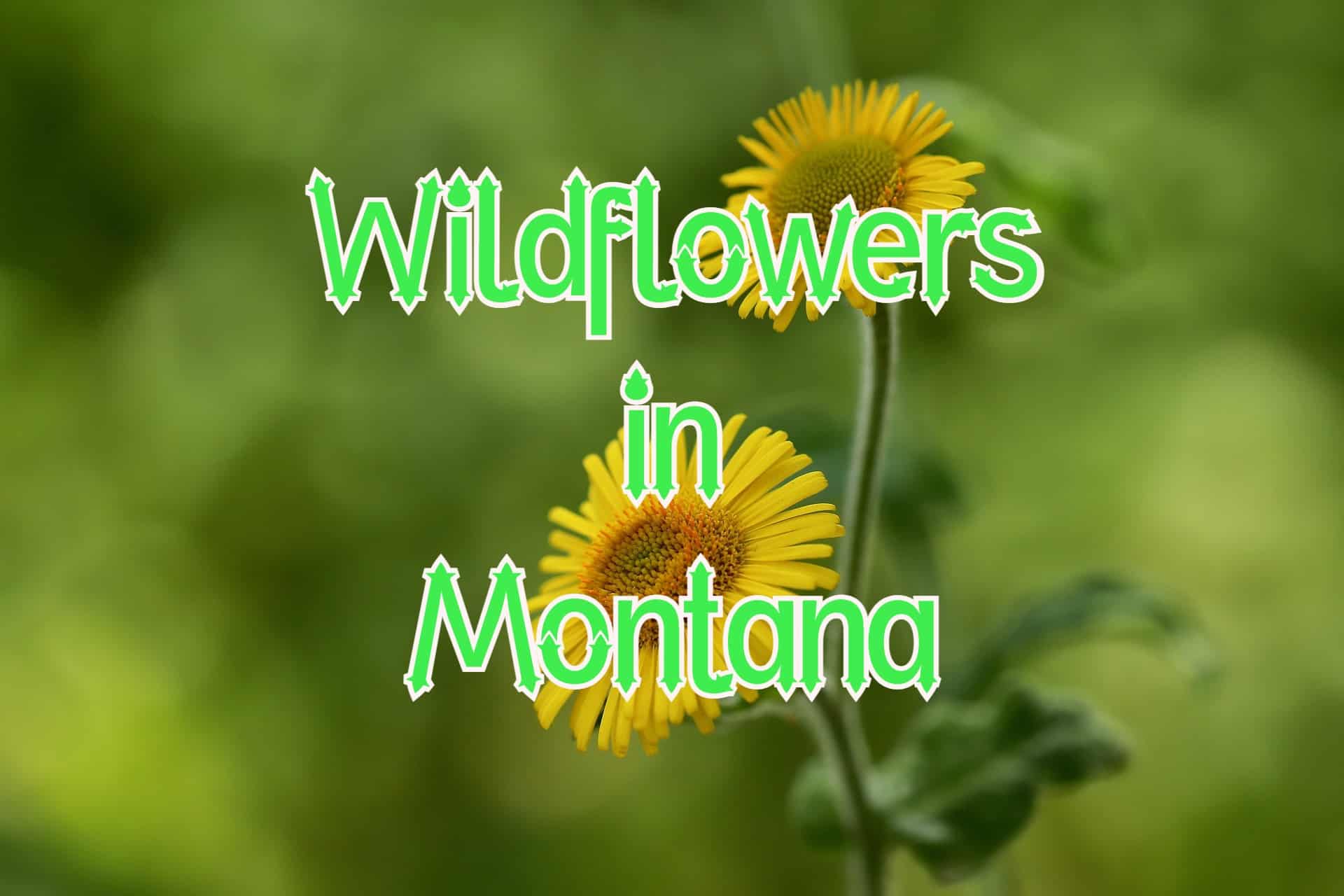 50 Wildflowers in Montana (Pictures and Identification)