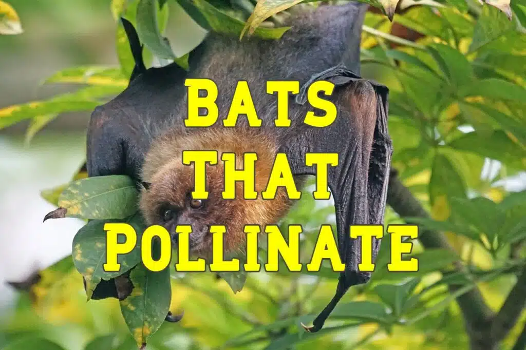 bats that pollinate