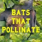bats that pollinate