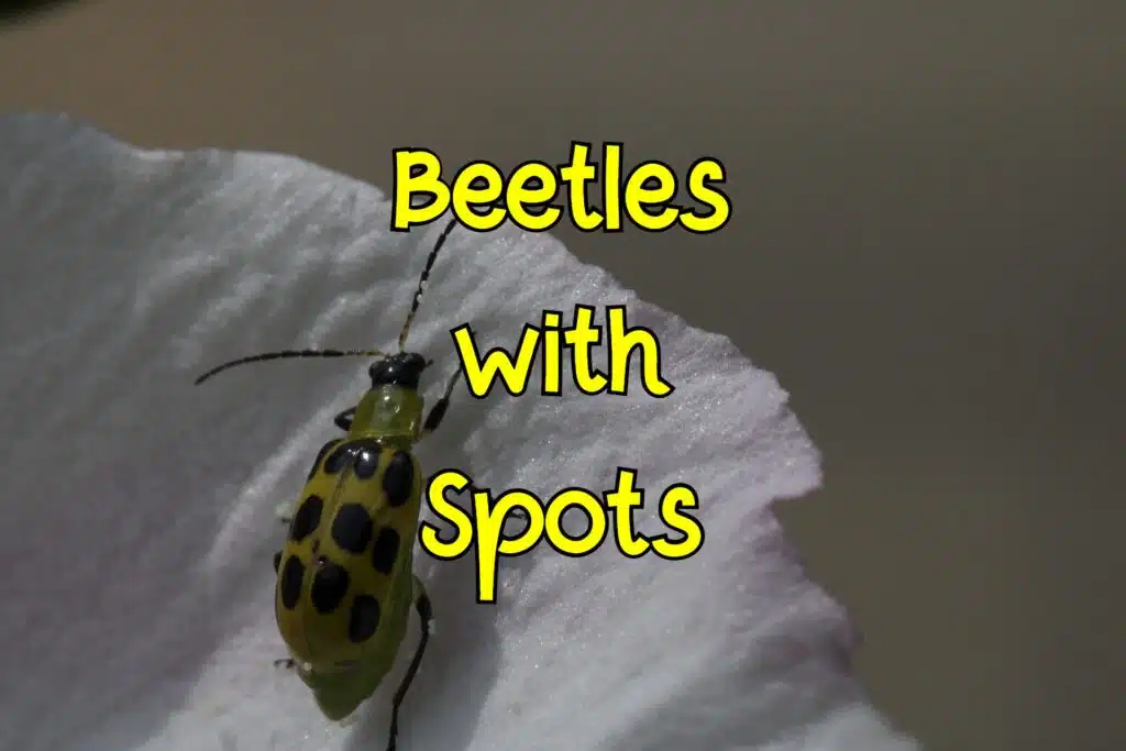 beetles with spots