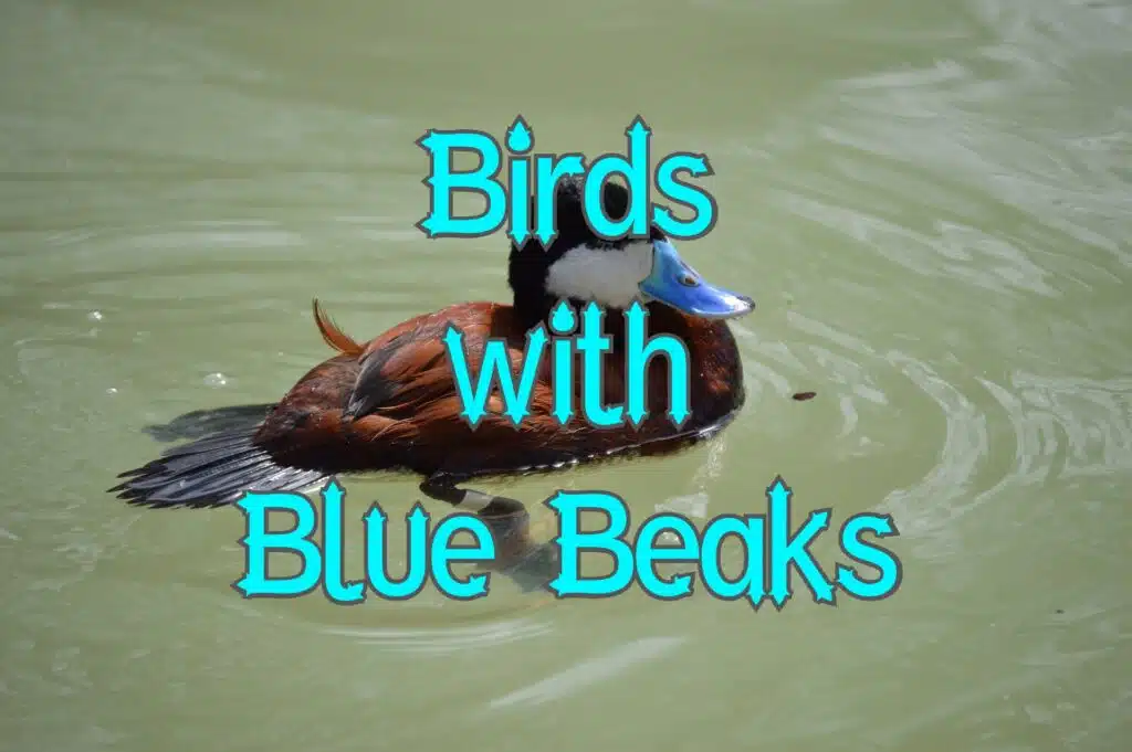 birds with blue beaks