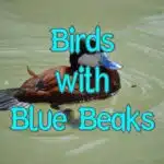 birds with blue beaks