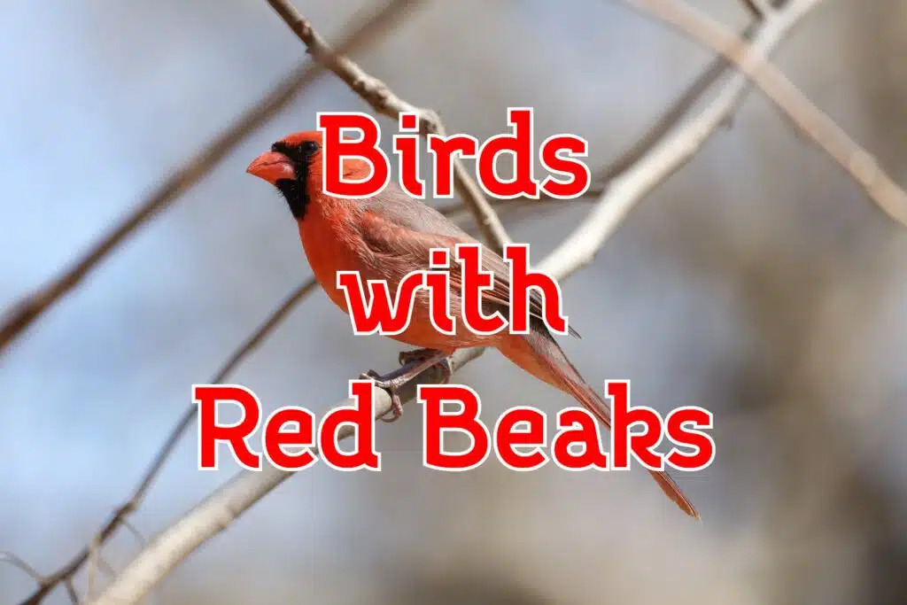 birds with red beaks