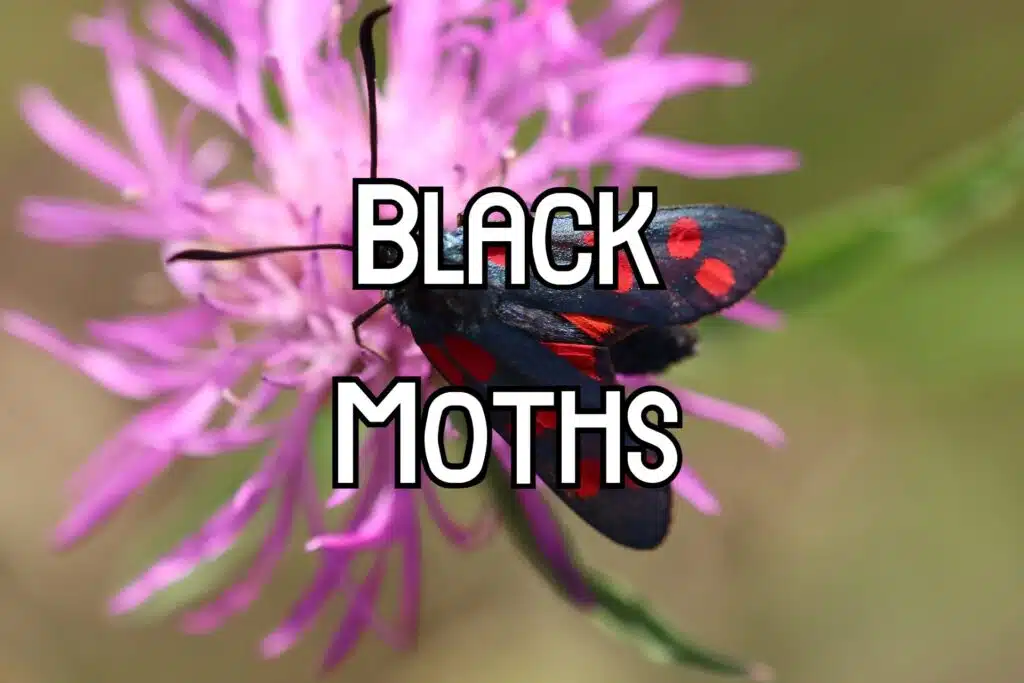 black moths