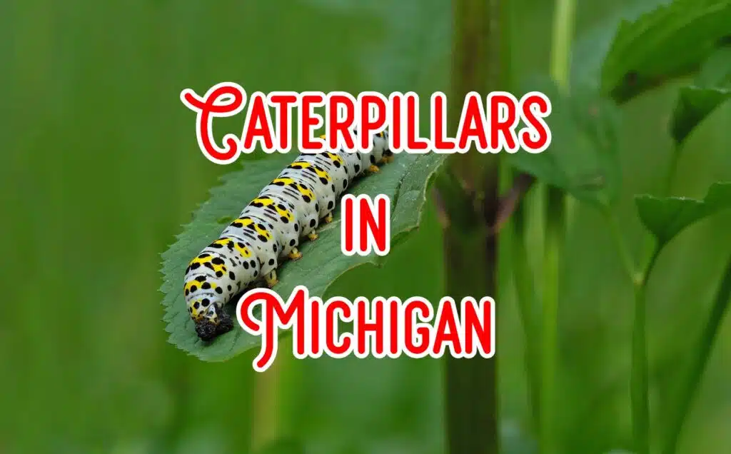 caterpillars in michigan