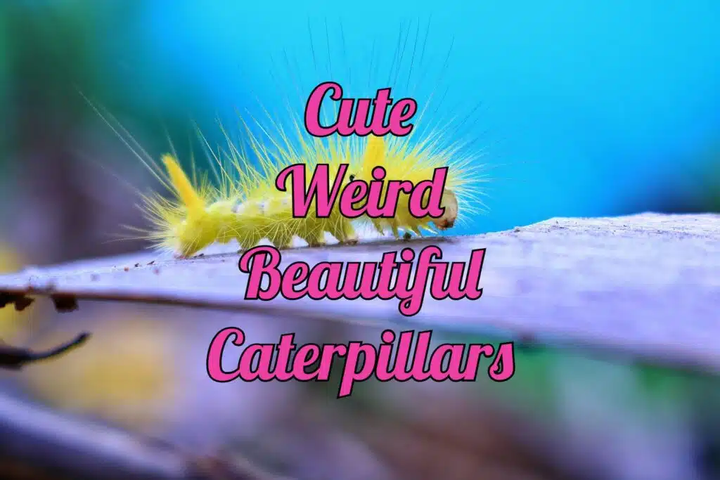 cute caterpillars