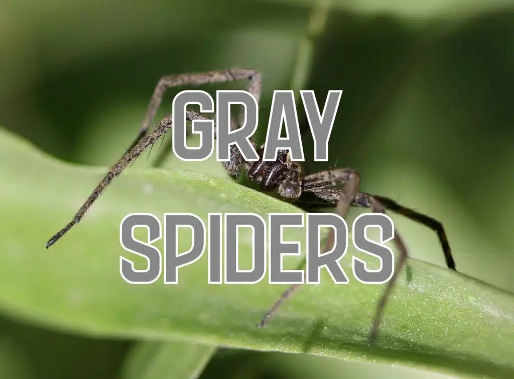 gray spiders