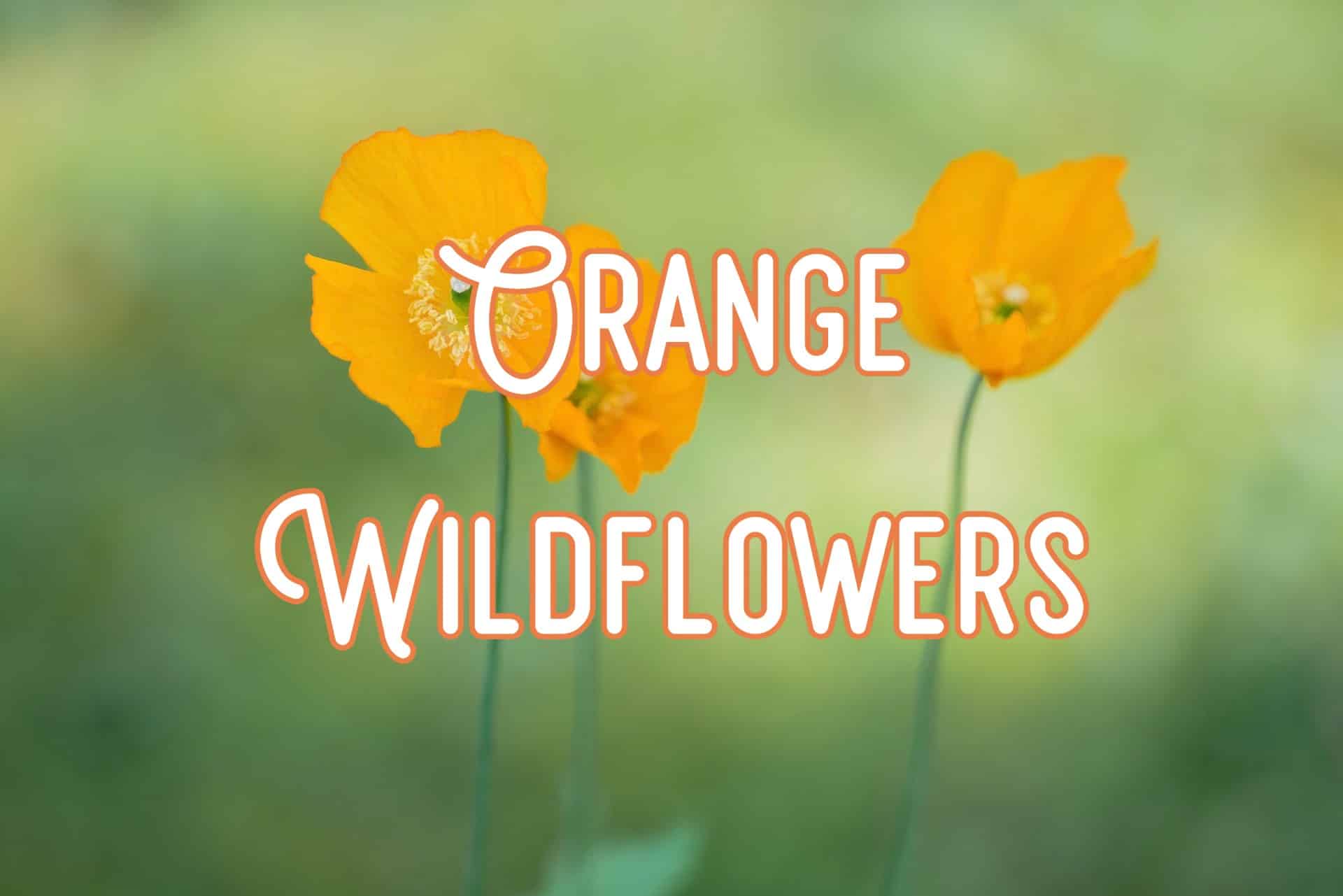 38 Common Orange Wildflowers (Pictures and Identification)