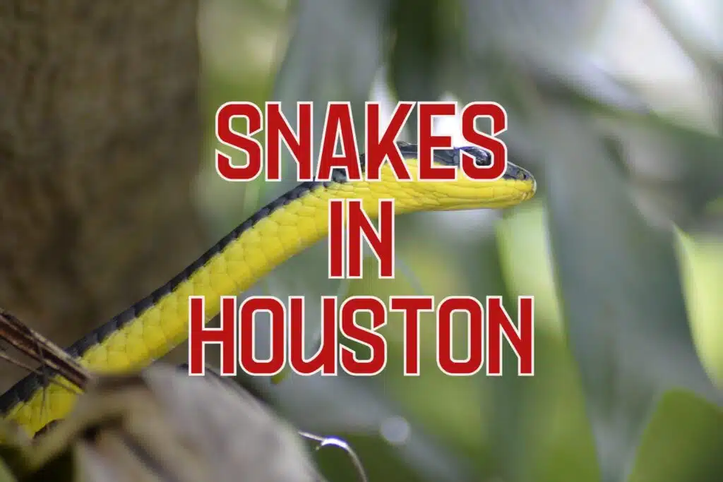 snakes in Houston