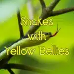snakes with yellow bellies