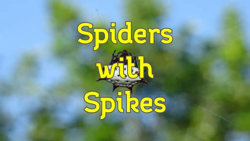 spiders with spikes