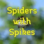 spiders with spikes