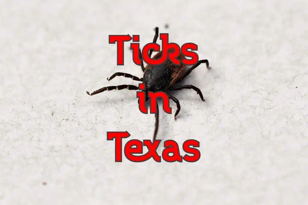 ticks in texas