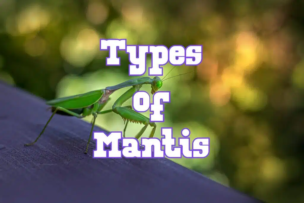 types of praying mantis