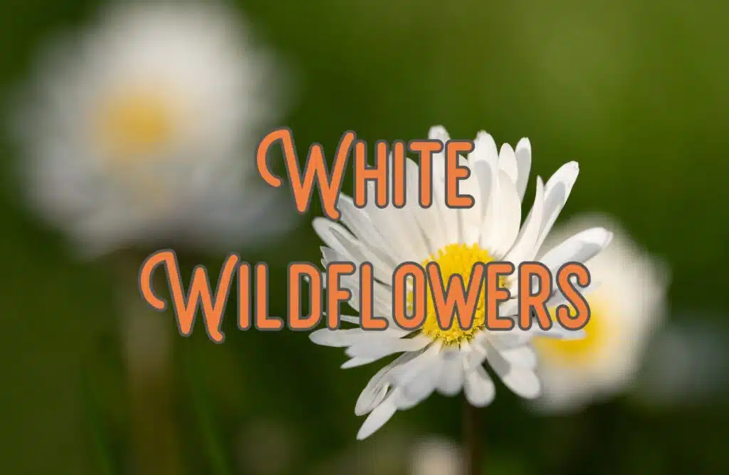 white wildflowers