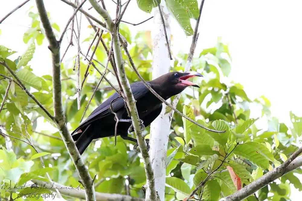 Corvus fuscicapillus