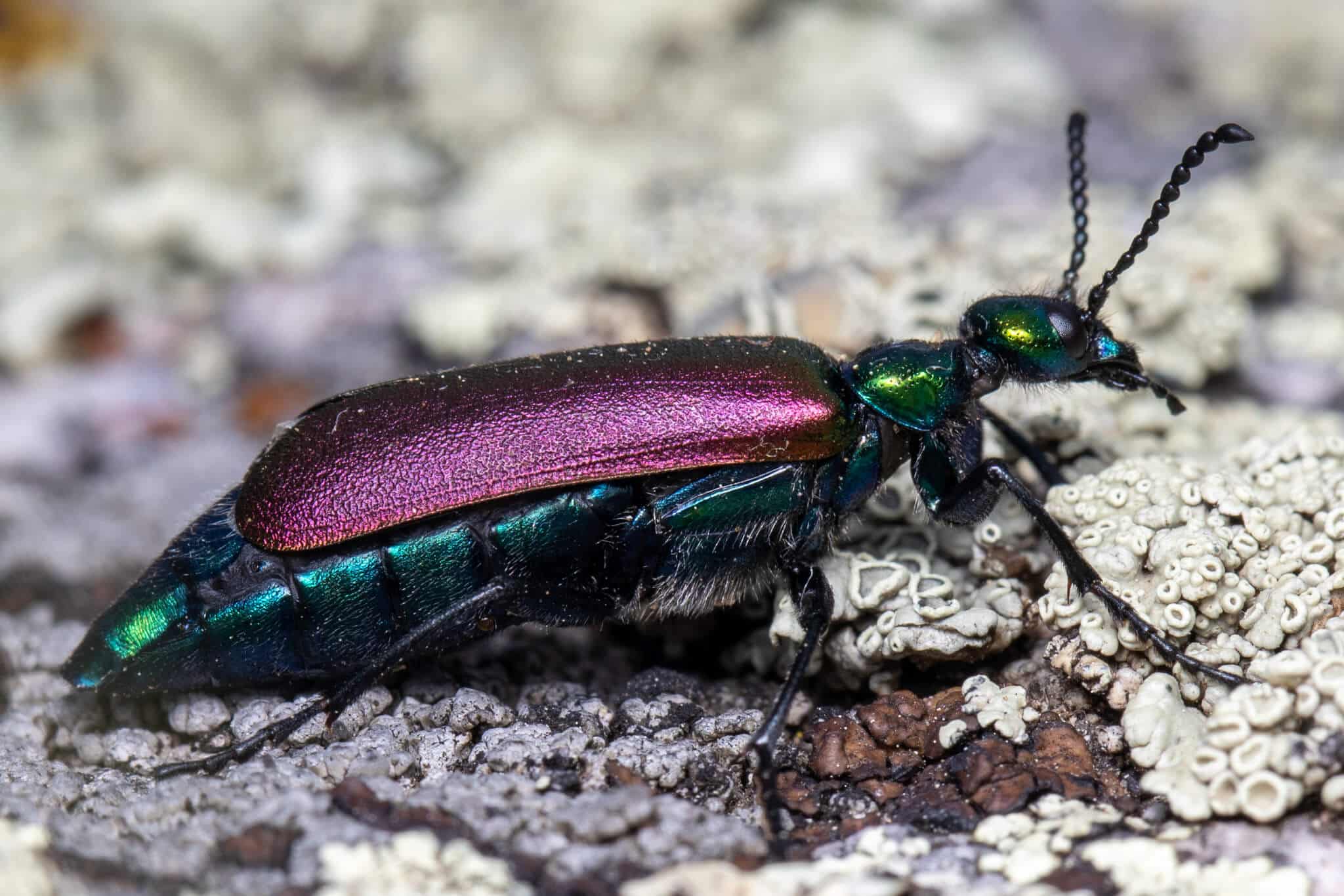 15 Rare Purple Bugs In The World (with Pictures)