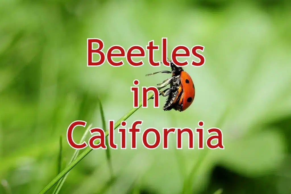 beetles in california