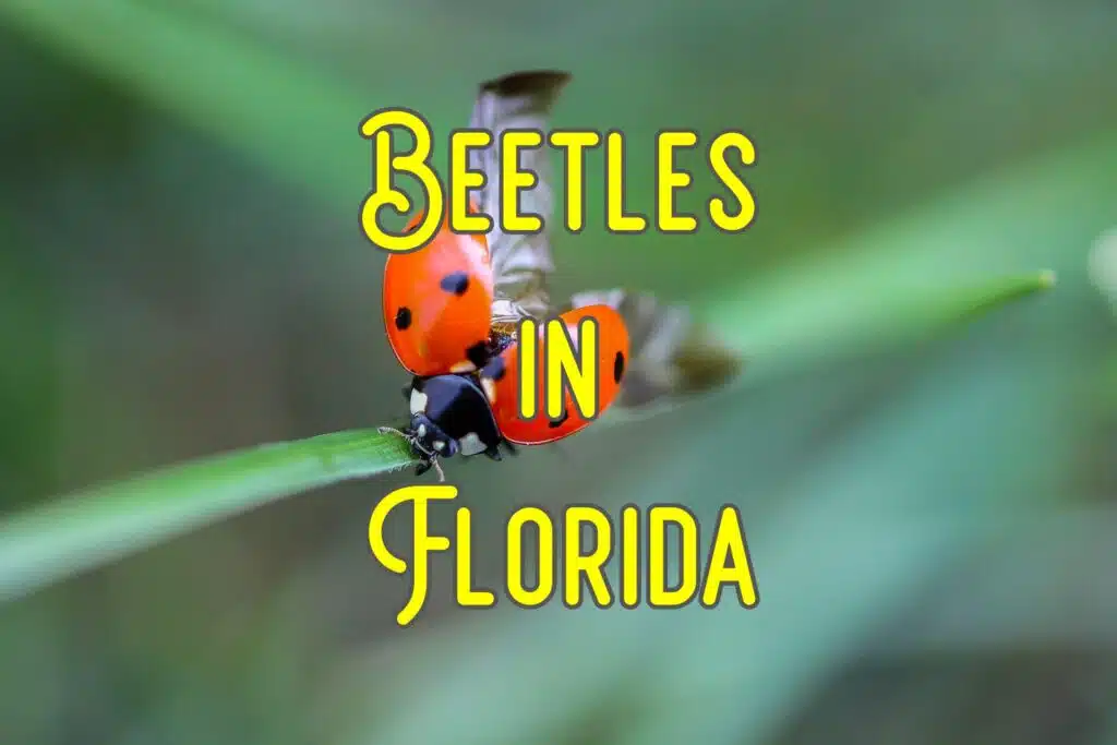 beetles in florida