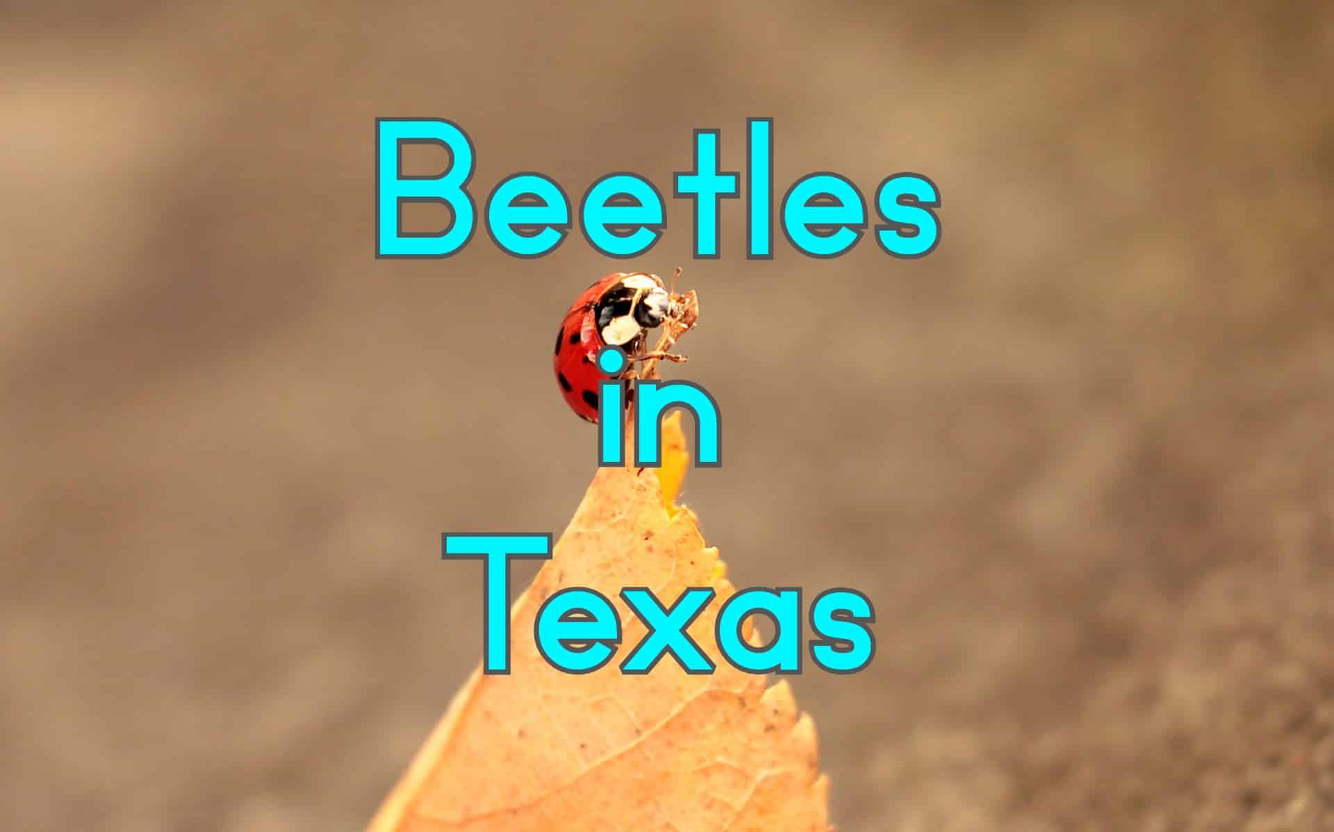 54 Beetles In Texas Pictures And Identification   Beetles In Texas 