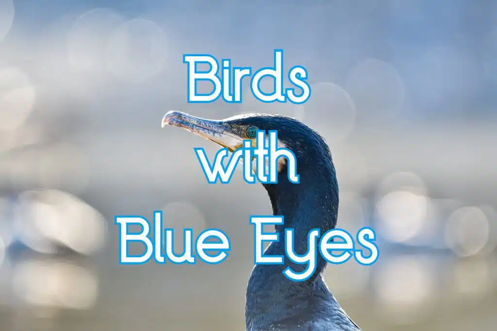 birds with blue eyes