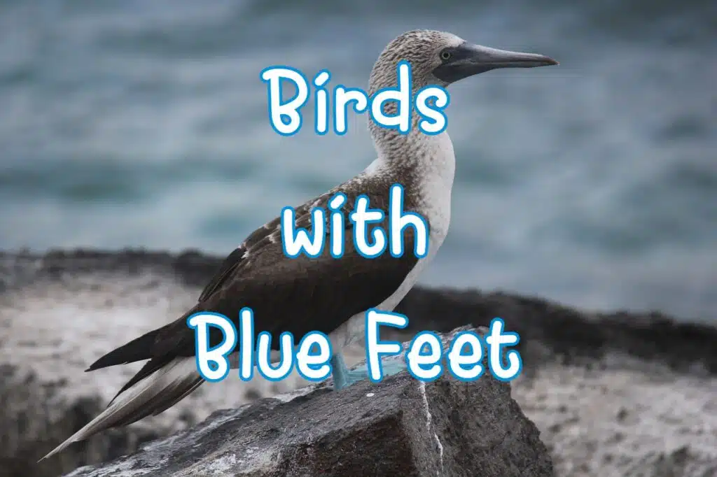 birds with blue feet