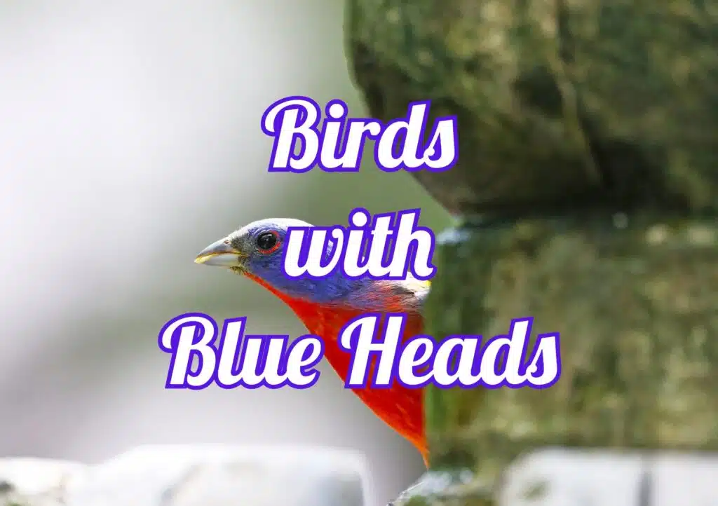 birds with blue heads