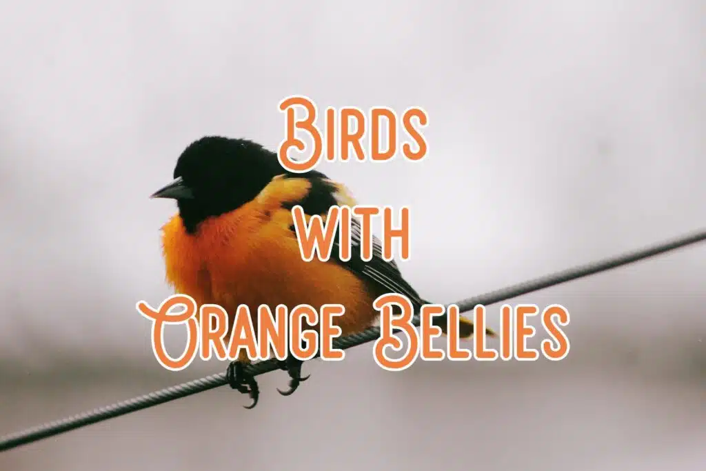 birds with orange bellies