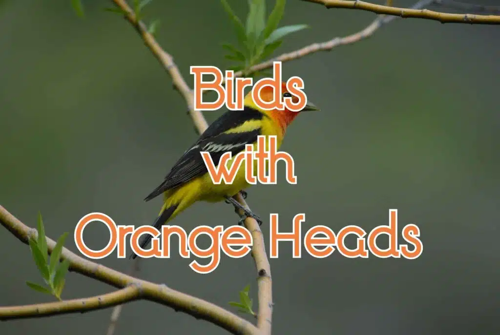 birds with orange heads