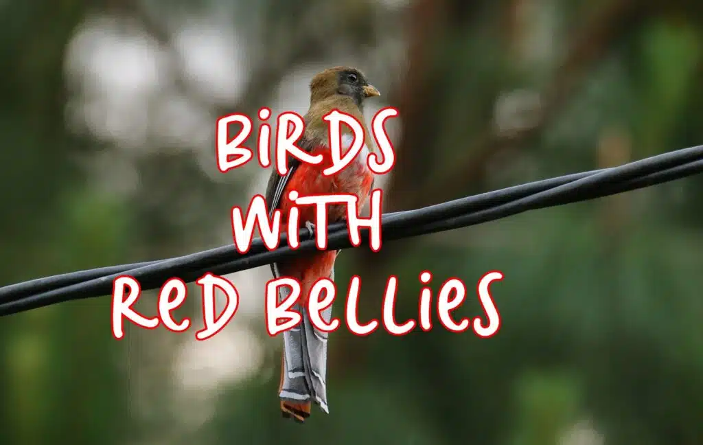birds with red bellies