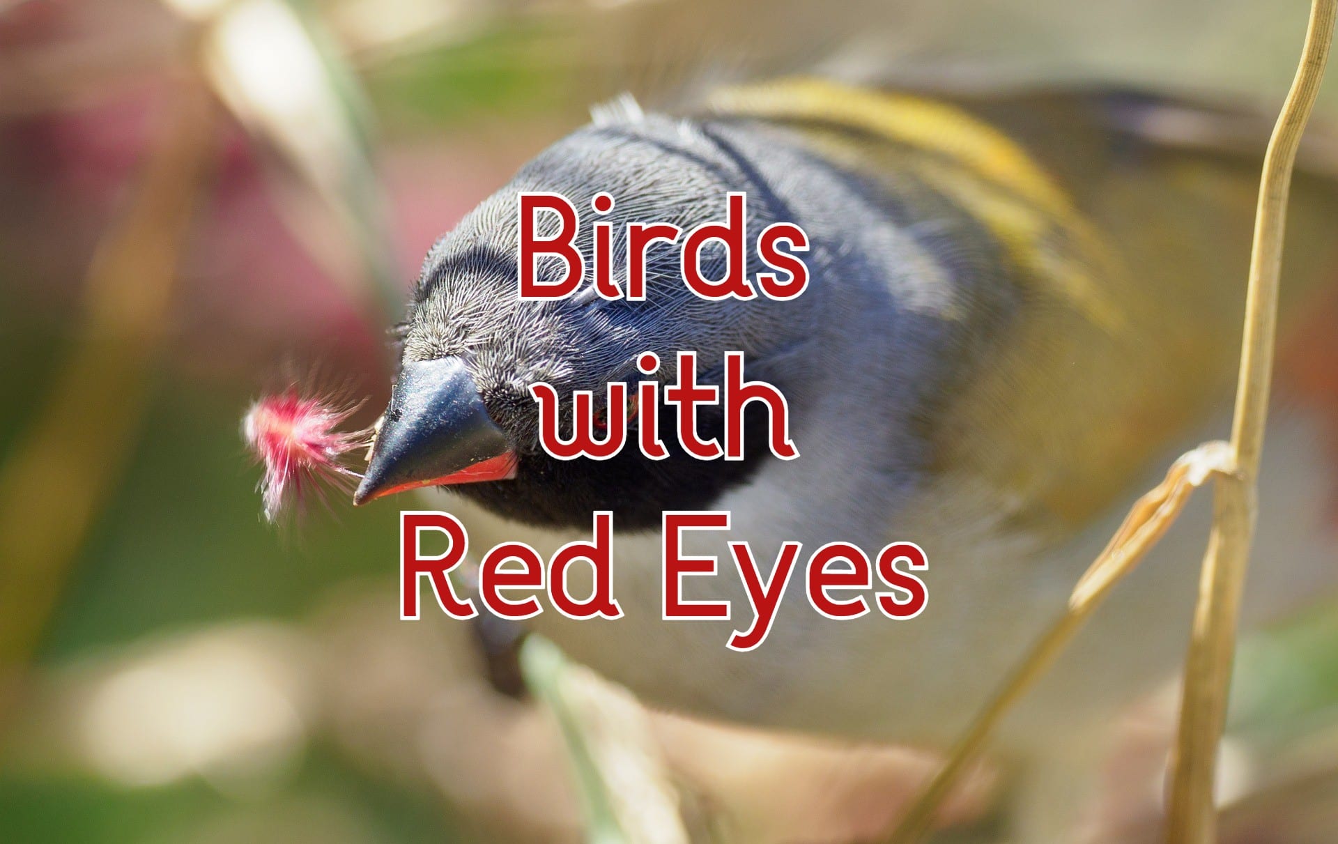 40-birds-with-red-eyes-of-the-world-with-pictures