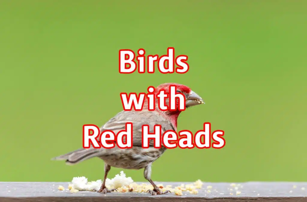 birds with red heads