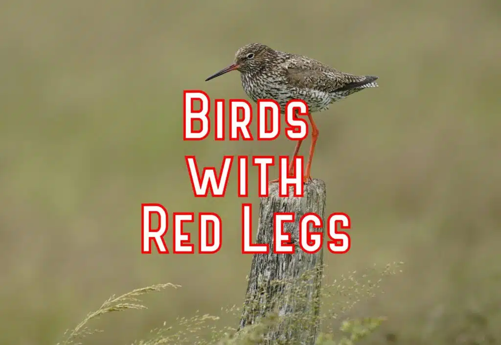 birds with red legs feet