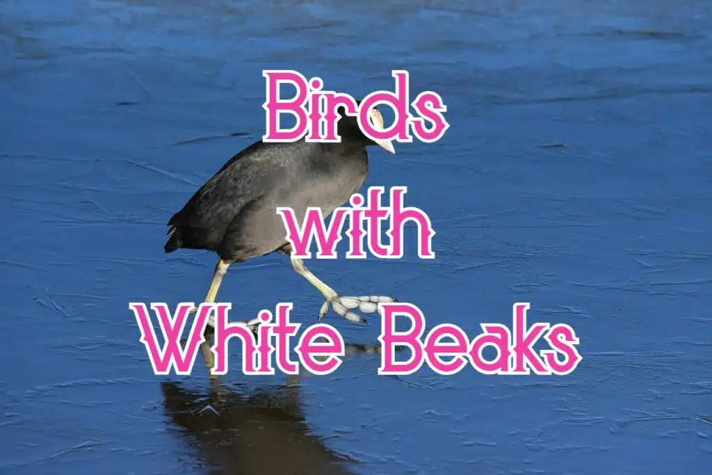 birds with white beaks