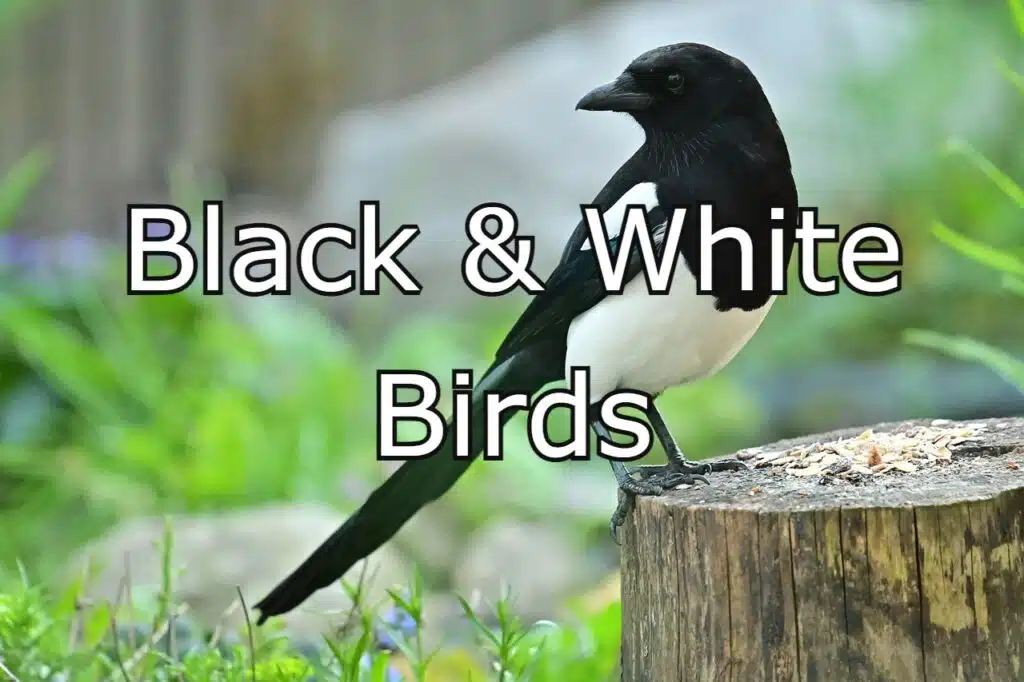 black and white birds