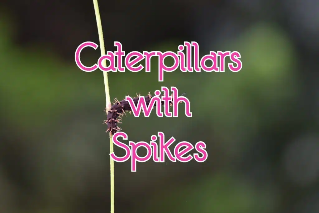 caterpillars with spikes