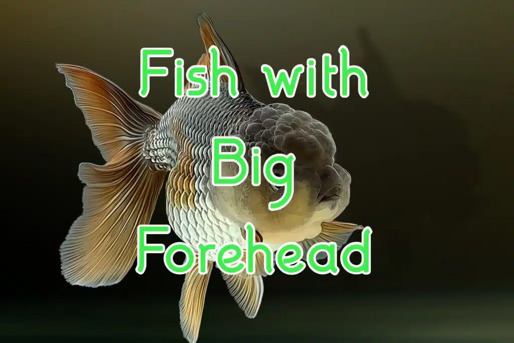 fish with big forehead
