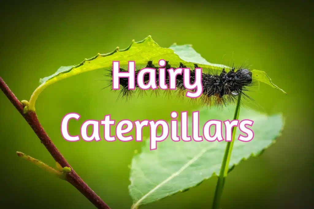 hairy fuzzy furry caterpillars