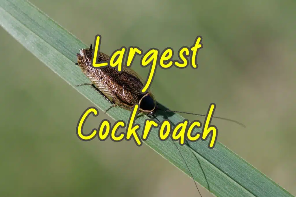 largest cockroaches