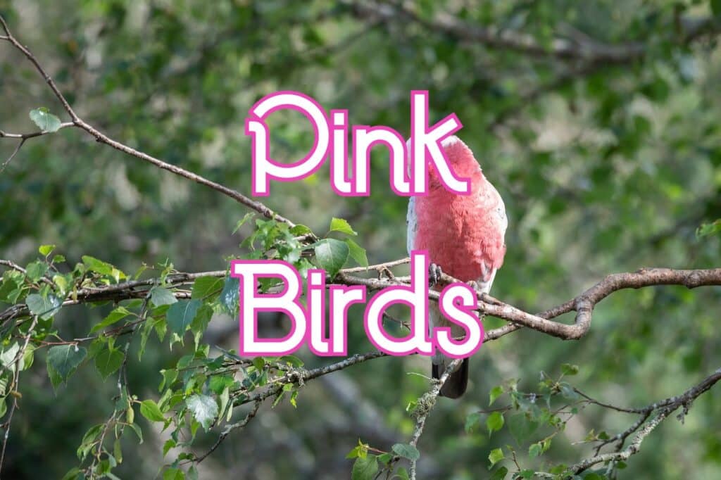 pink birds