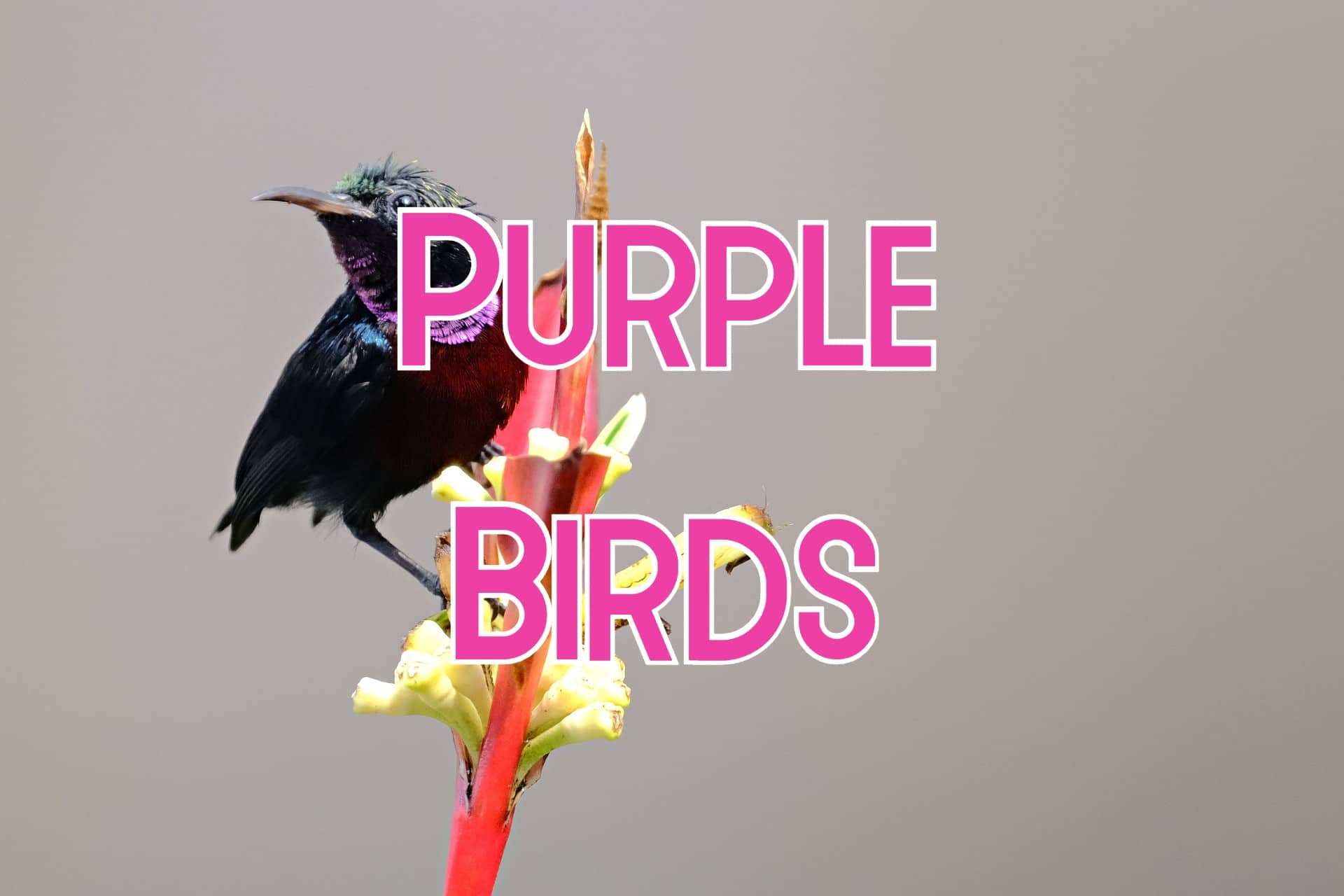 39 Purple Birds You May See (Pictures and Distribution)