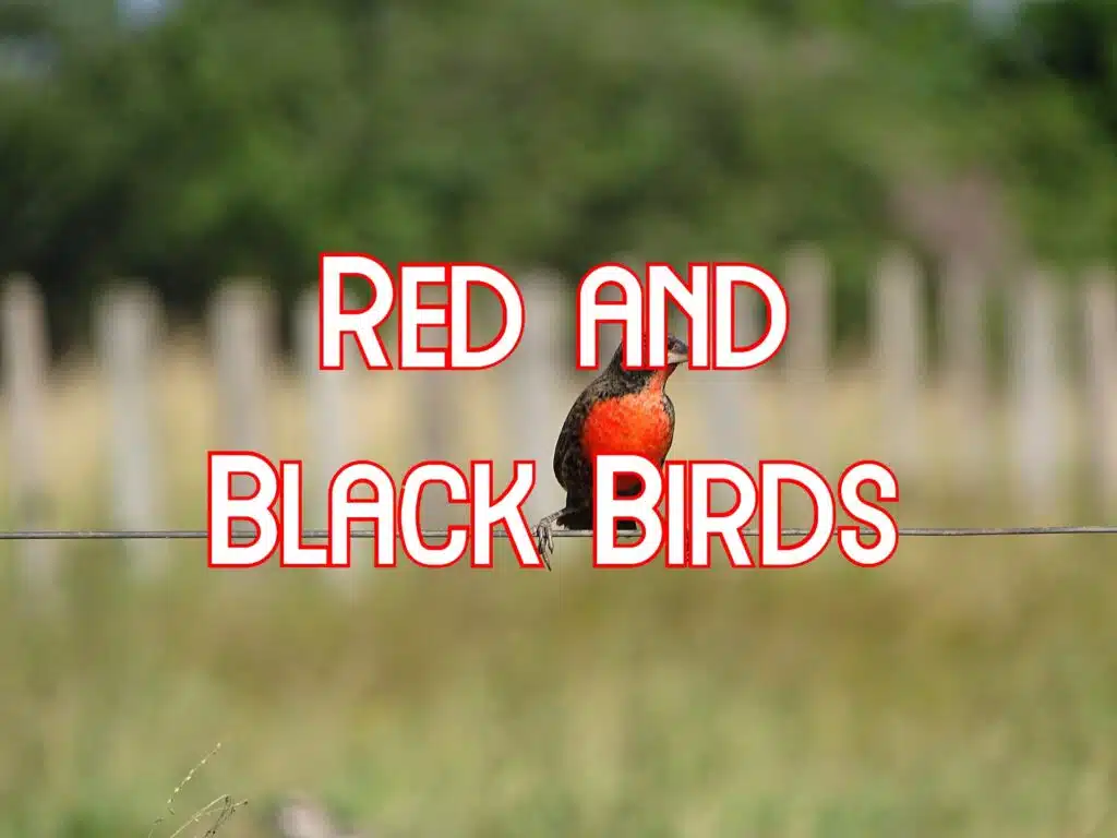 red and black birds