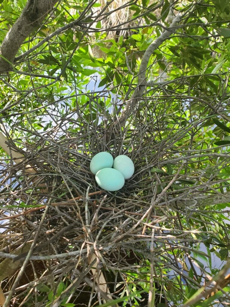 Butorides virescens egg