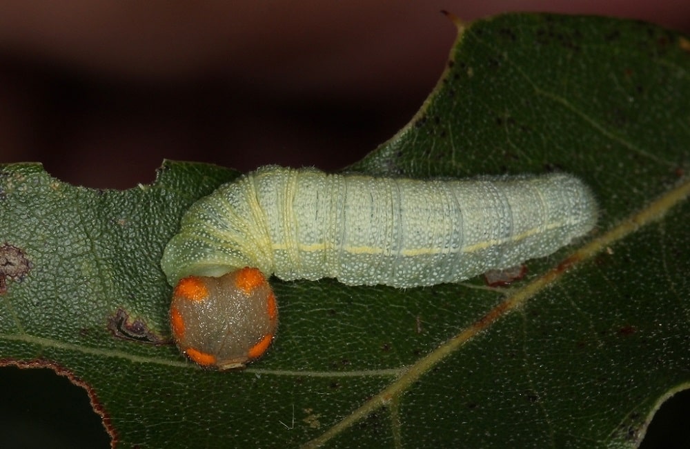 Erynnis juvenalis