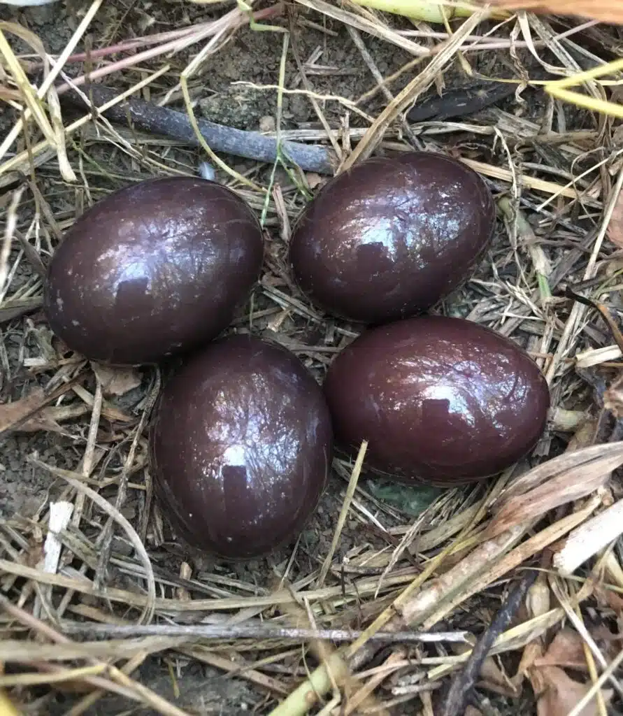 Nothura boraquira eggs
