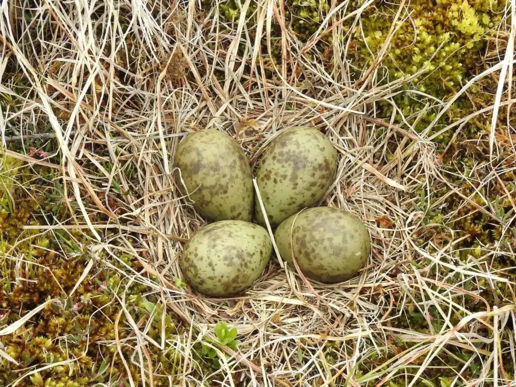 Numenius phaeopus eggs